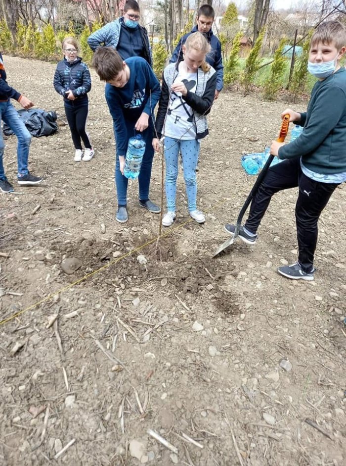 Uczniowie sadzą sadzonki i podlewają.